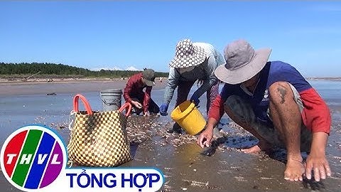 THVL | Hàng triệu con ốc viết dạt vào bờ biển ở Bến Tre, người dân đổ xô đi lượm