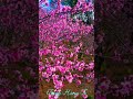 sắc xuân lùng cúng