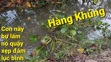 Cắm câu 2 loại mồi. Dính tùm lum cá luôn | Săn bắt SÓC TRĂNG |