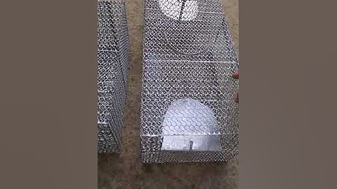 Bẫy chuột thông minh - bẫy chuột hiệu quả, đơn giản, hiệu quả