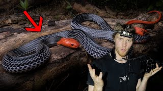 HUGE RED-HEADED KRAIT and MORE! Wealth