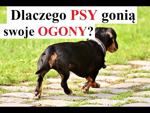 Wideo: Dlaczego Psy Gonią Za Ogonami?