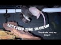 Let's Feed Some Snakes!