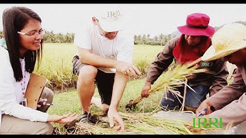 \Measuring the components that determine grain Yield