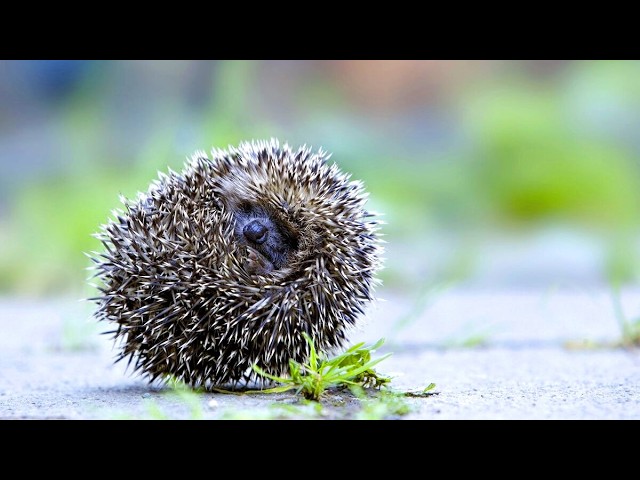 Природа в городе: какие животные и растения выживают в мегаполисе?