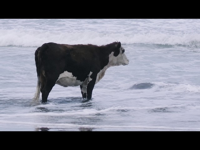 The Funniest and Most Humorous Farm ANIMAL Videos Ever!