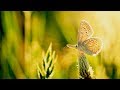 Peaceful Relaxing Instrumental Music, Calm Meditation Music" Summer Butterflies" By Tim Janis