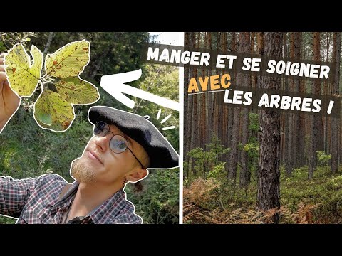 Vidéo: Qu'est-ce qu'un arbre à fièvre forestière - Pouvez-vous faire pousser un arbre à fièvre forestière dans les jardins