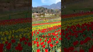 Tulip Garden view #explorer #natural #beauty #view #trending #videography #mountain #beauty #Tulipg