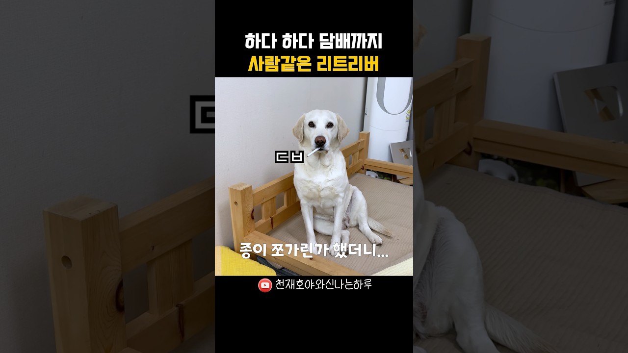 개탈 벗겨봐야 하는 사람 같은 리트리버