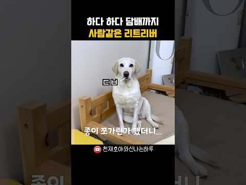 개탈 벗겨봐야 하는 사람 같은 리트리버