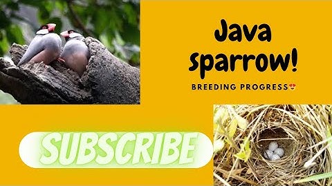 Java Sparrow Colony Breeding Progress😍 | Bohat Sy Pots Main Eggs Aa Gay😋 ||Abbottabad Birds