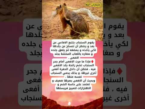 هل تعلم لماذا يتبع السنجاب الافاعي افاعي معلومات علم النفس سنجاب الجزائر المغرب