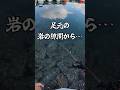 【穴釣り】足元の岩の隙間から… #shorts