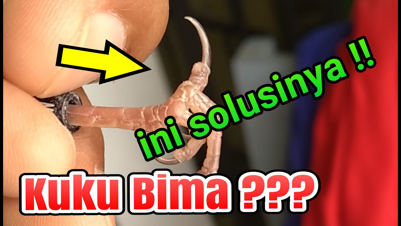 CARA MUDAH MENGATASI KUKU BIMA PADA KENARI YouTube CARA MUDAH MENGATASI KUKU BIMA PADA KENARI YouTube