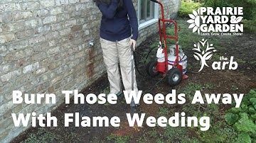 Burn Those Weeds Away with Flame Weeding | Ask the Arboretum Experts