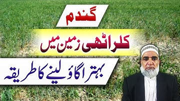 How to achieve better germination of wheat in salt affected soil || Crop Reformer