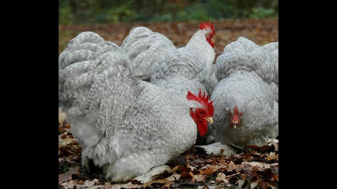 Benda jinsiy aloqa Swinging jinsiy tortlik almashish