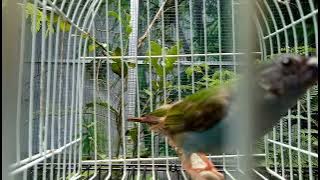 Tricolor Parrot Finch ll Erythrura tricolor Bondol Tricolor Muda Trotol