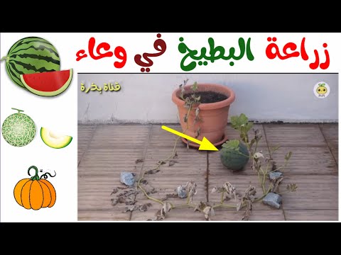 فيديو: كيفية زراعة البطيخ في سيبيريا