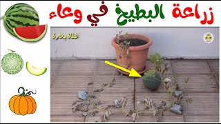 افضل طريقه لزراعه البطيخ و الشمام في اصيص في المنزل |1| grow watermelon at home