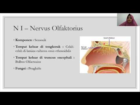 Anatomi Sistem Saraf #3 - Nervi Cranialis