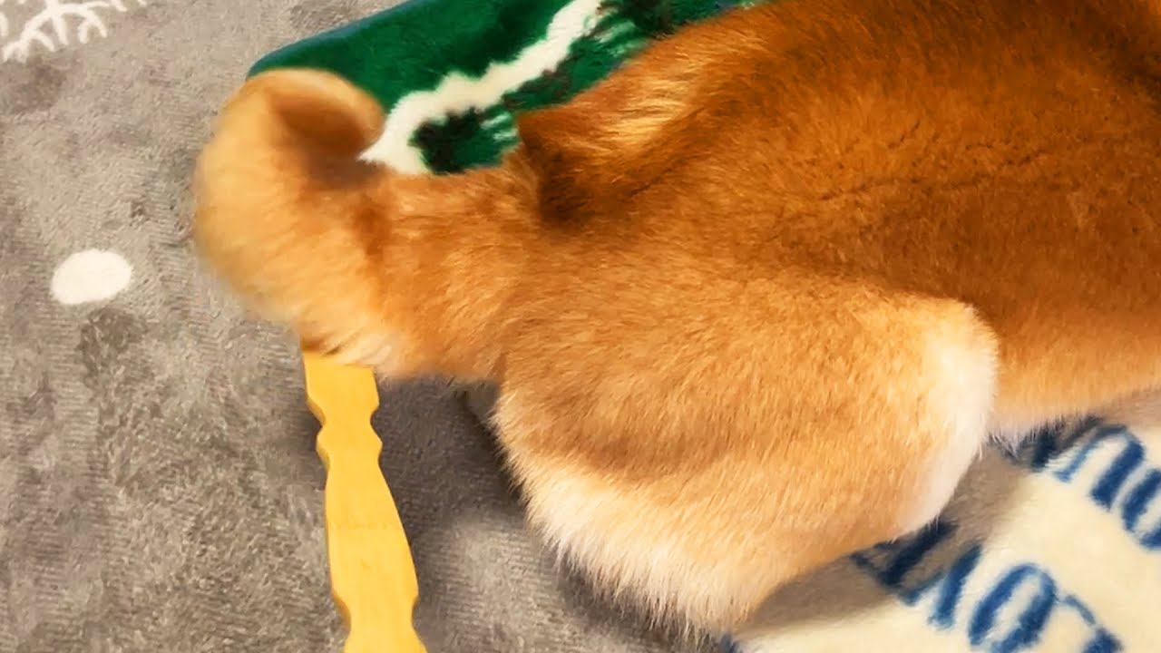 柴犬のしっぽ 柴犬のしっぽ - Search / X