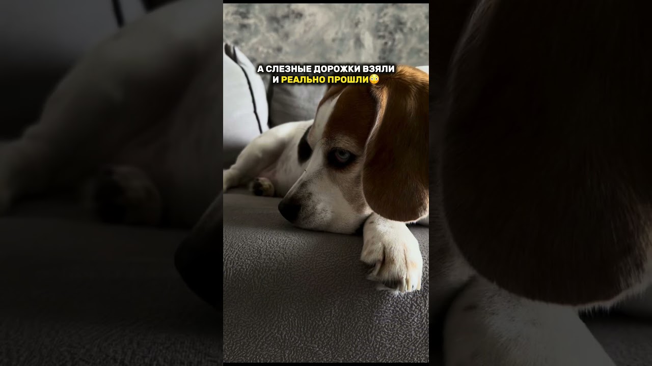 Лосьон для глаз,одобренный ветеринаром  