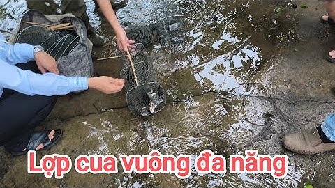 Đặt ếch bằng lợp cua vuông đa năng siêu nhạy (12/11/2025)
