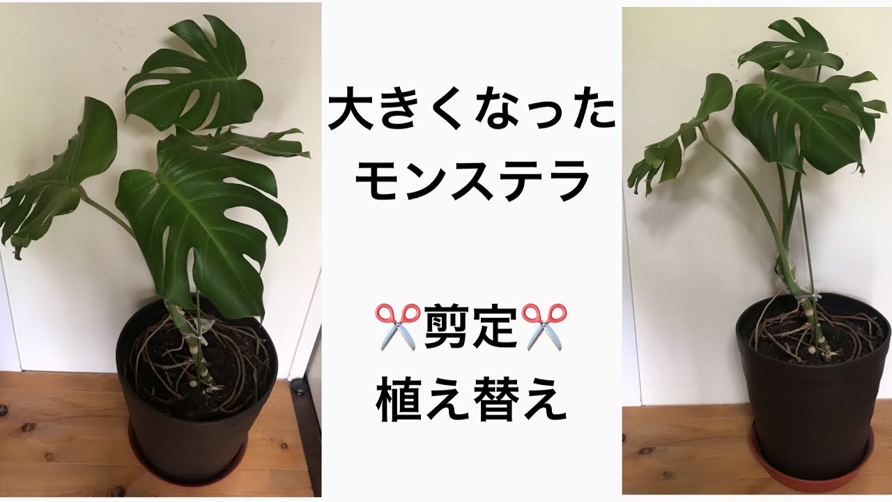 大きくなったモンステラの剪定 植え替え Youtube