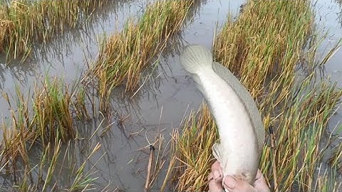 Tiếp Tục Đi Kiếm Cá Ở Đất Cắt Xong Dính Được Nhiều Loại Cá Ngon @