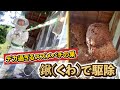 【史上最大級】デカすぎるスズメバチの巣を4つも駆除してきました【富山県小矢部市】