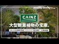 【埼玉園芸店巡り】カインズ浦和美園店がリューアル!ホームセンターならではの大型観葉植物の取り揃えが凄すぎた!