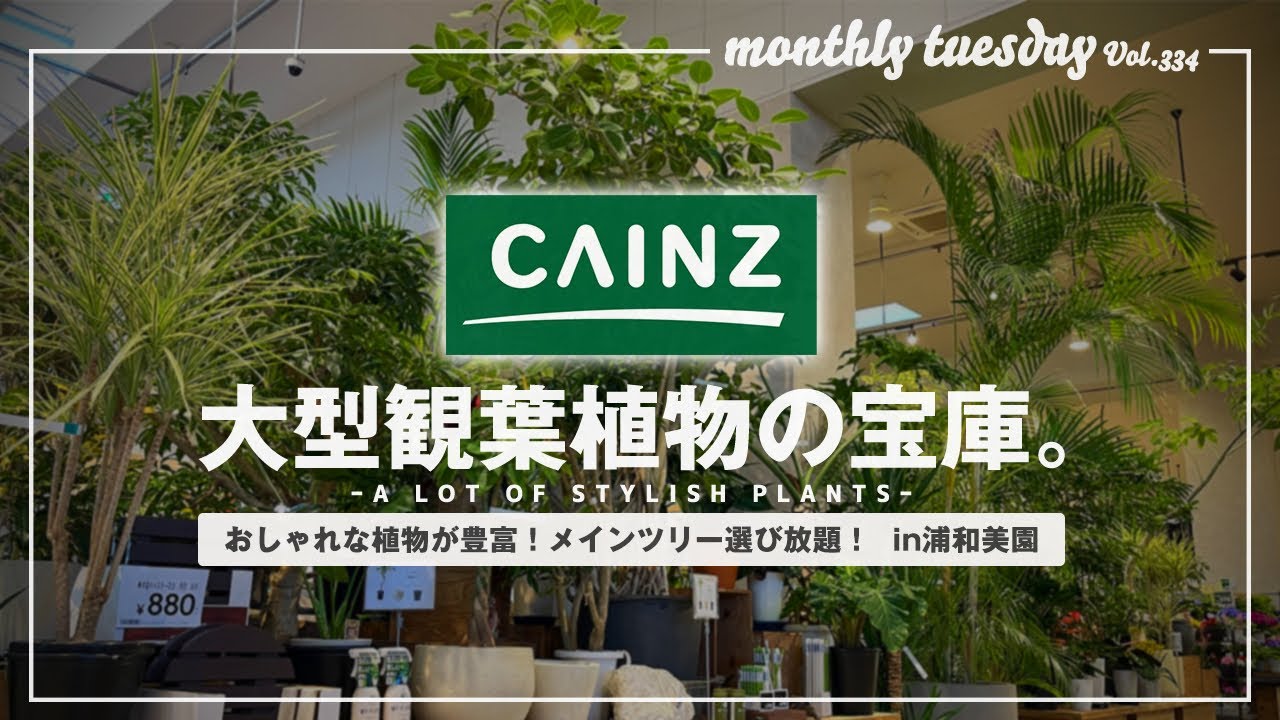 【埼玉園芸店巡り】カインズ浦和美園店がリューアル！ホームセンターならではの大型観葉植物の取り揃えが凄すぎた！