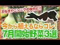 家庭菜園や農園で7月から開始するべき7月の野菜3選【シェア畑】【農園ライフ】