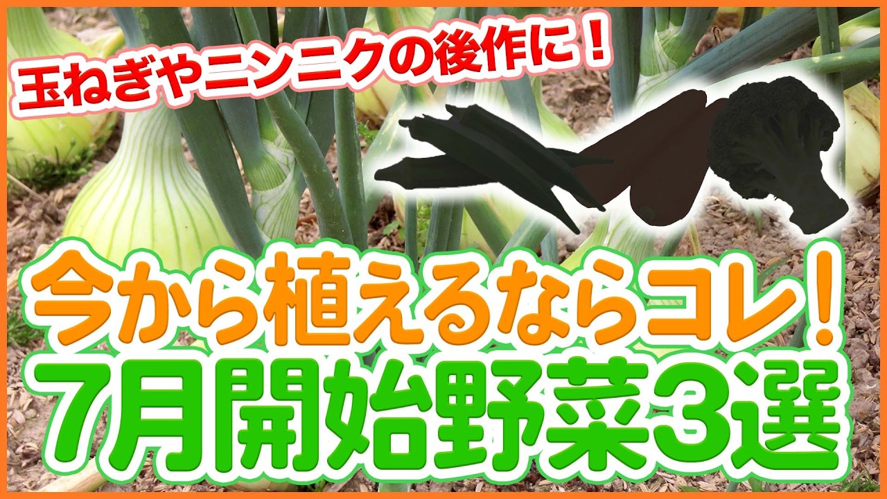 家庭菜園や農園で7月から開始するべき7月の野菜3選【シェア畑】【農園ライフ】