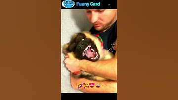 funny videos of cats and dogs #cat #dog #funny #cats #dogs #shorts #viral #shortvideo