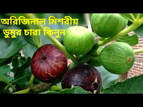 ভিডিও: বাড়িতে ডুমুর চাষ