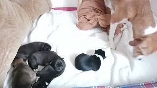 5 Days Old Puppies