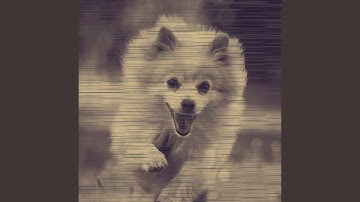 Pulsating Backdrops for Calming Dog