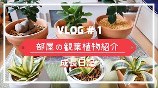 お部屋の観葉植物を紹介！　育て方と成長日記　Vlog1