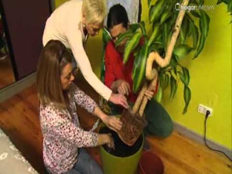 Decogarden Trasplante De Dracaena Fragans Massageana Youtube