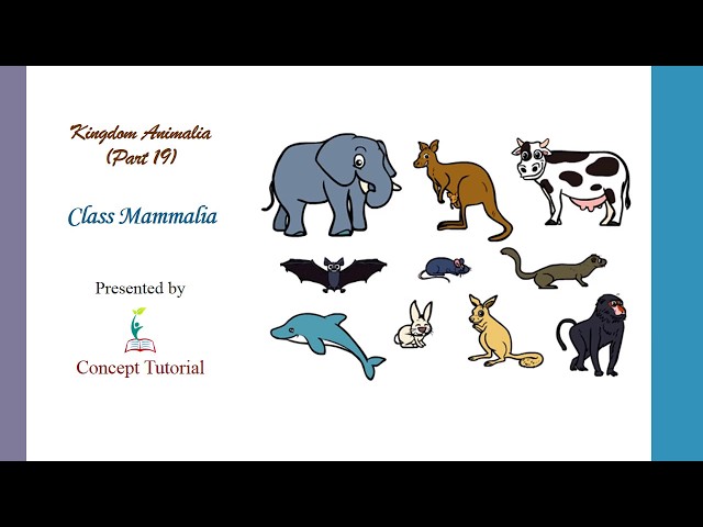 Class Mammalia Animals