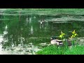 ١ ياأيها الإنسان مقطع قران قصير تلاوة خاشعة عراقية عامر الكاظمي 