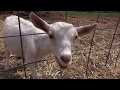 Happy Goats Make Delicious Cheese in Yellowstone