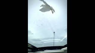 Angelic seagull