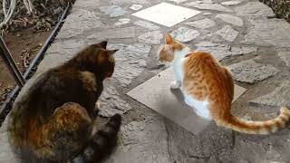 Lucky cat Caught a delicacy/New cute cat video 2024