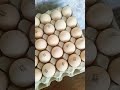 інкубаційне яйце 🥚🐣кобб 500 Польща