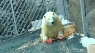Медведь Диксон совсем окреп и стал чаще выходить на улицу к посетителям зоопарка