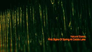 Natural States | First Signs Of Spring At Caddo Lake | Calm Ambient Music for Relaxation &amp; Sleep